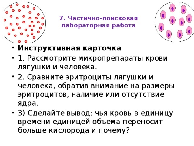 7. Частично-поисковая лабораторная работа   Инструктивная карточка 1. Рассмотрите микропрепараты крови лягушки и человека. 2. Сравните эритроциты лягушки и человека, обратив внимание на размеры эритроцитов, наличие или отсутствие ядра. 3) Сделайте вывод: чья кровь в единицу времени единицей объема переносит больше кислорода и почему? 