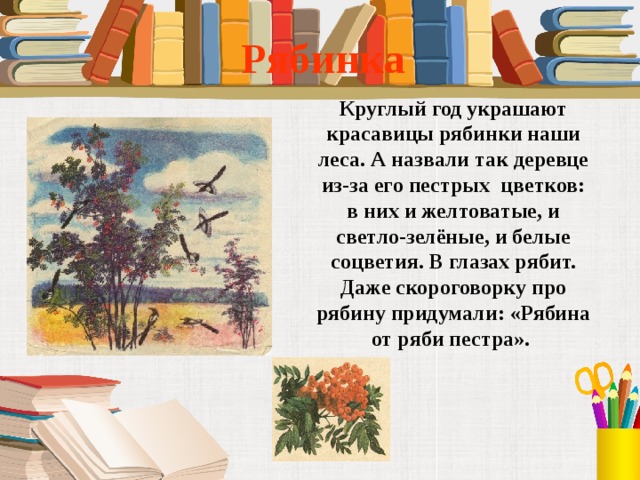 Рябинка Круглый год украшают красавицы рябинки наши леса. А назвали так деревце из-за его пестрых цветков: в них и желтоватые, и светло-зелёные, и белые соцветия. В глазах рябит. Даже скороговорку про рябину придумали: «Рябина от ряби пестра». 