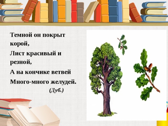 Темной он покрыт корой, Лист красивый и резной, А на кончике ветвей Много-много желудей.   (Дуб.) 