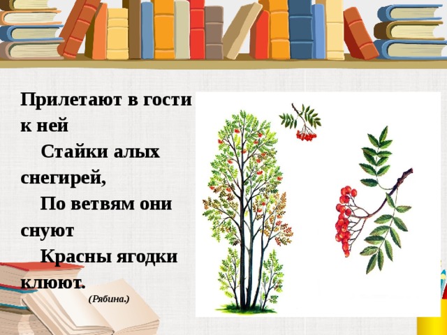  Прилетают в гости к ней  Стайки алых снегирей,  По ветвям они снуют  Красны ягодки клюют.     (Рябина.) 
