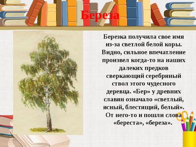 Береза  Березка получила свое имя из-за светлой белой коры. Видно, сильное впечатление произвел когда-то на наших далеких предков сверкающий серебряный ствол этого чудесного деревца. «Бер» у древних славян означало «светлый, ясный, блестящий, белый». От него-то и пошли слова «береста», «береза». 