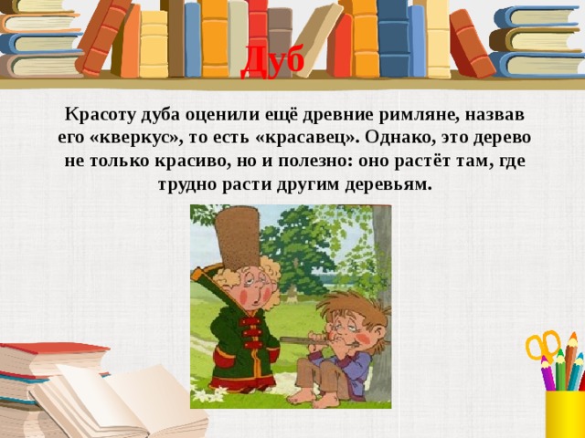 Дуб Красоту дуба оценили ещё древние римляне, назвав его «кверкус», то есть «красавец». Однако, это дерево не только красиво, но и полезно: оно растёт там, где трудно расти другим деревьям. 