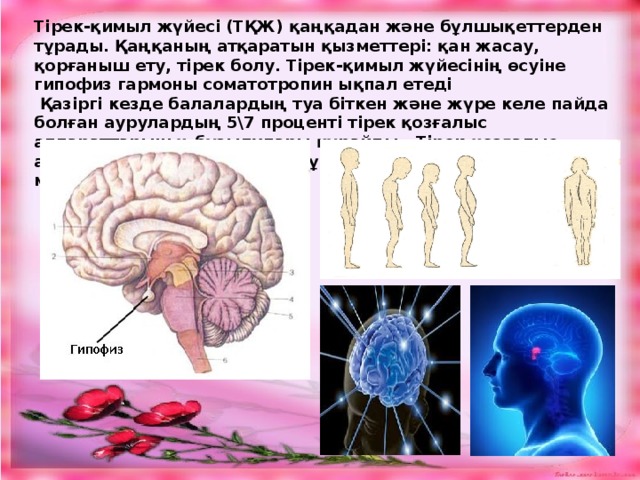 Тірек-қимыл жүйесі (ТҚЖ) қаңқадан және бұлшықеттерден тұрады. Қаңқаның атқаратын қызметтері: қан жасау, қорғаныш ету, тірек болу. Тірек-қимыл жүйесінің өсуіне гипофиз гармоны соматотропин ықпал етеді  Қазіргі кезде балалардың туа біткен және жүре келе пайда болған аурулардың 5\7 проценті тірек қозғалыс аппараттарыньң бұзылулары құрайды.. Тірек қозғалыс аппарат бұзылу функциясы тұрғанда және журе пайда болуы мүмкін. 