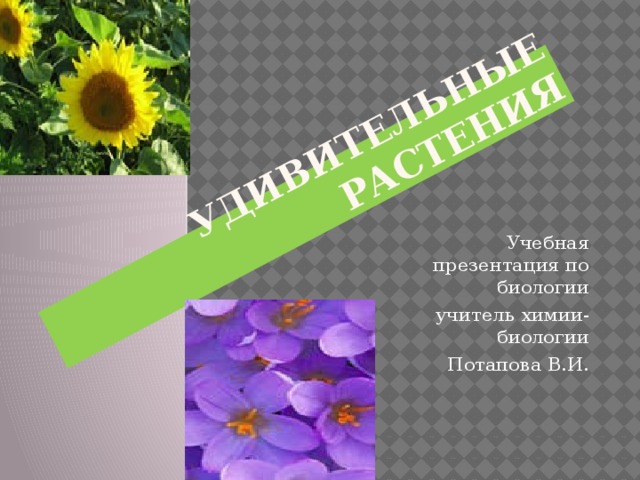 Удивительные растения Учебная презентация по биологии учитель химии- биологии Потапова В.И. 
