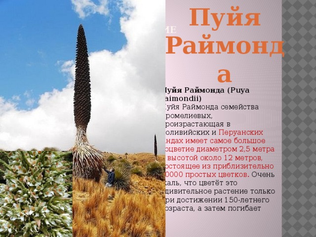 Пуйя Раймонда Самое высокое соцветие Пуйя Раймонда (Puya raimondii)  Пуйя Раймонда семейства Бромелиевых, произрастающая в Боливийских и Перуанских Андах имеет самое большое соцветие диаметром 2,5 метра и высотой около 12 метров, состоящее из приблизительно 10000 простых цветков. Очень жаль, что цветёт это удивительное растение только при достижении 150-летнего возраста, а затем погибает    