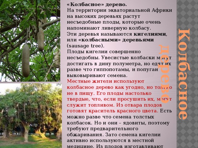 «Колбасное» дерево.  На территории экваториальной Африки на высоких деревьях растут несъедобные плоды, которые очень напоминают ливерную колбасу.  Эти деревья называются кигелиями , или «колбасными» деревьями (sausage tree). Плоды кигелии совершенно несъедобны. Увесистые колбаски могут достигать в дину полуметра, но едят их разве что гиппопотамы, и попугаи выковыривают семена. Местные жители используют колбасное дерево как угодно, но только не в пищу. Его плоды настолько твердые, что, если просушить их, могут служит топливом. Из отвара плодов готовят краситель красного цвета. Есть можно разве что семена толстых колбасок. Но и они – ядовиты, поэтому требуют предварительного обжаривания. Зато семена кигелии активно используются в местной медицине. Из плодов изготавливают украшения, посуду и чашки. Иногда плоды разрисовывают и подвешивают к потолку в качестве амулетов Колбасное дерево 