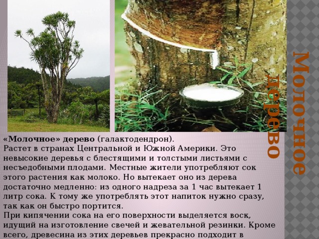 Молочное дерево «Молочное» дерево (галактодендрон).  Растет в странах Центральной и Южной Америки. Это невысокие деревья с блестящими и толстыми листьями с несъедобными плодами. Местные жители употребляют сок этого растения как молоко. Но вытекает оно из дерева достаточно медленно: из одного надреза за 1 час вытекает 1 литр сока. К тому же употреблять этот напиток нужно сразу, так как он быстро портится.  При кипячении сока на его поверхности выделяется воск, идущий на изготовление свечей и жевательной резинки. Кроме всего, древесина из этих деревьев прекрасно подходит в качестве строительного материала. 