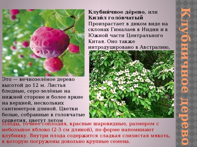 Клубничное дерево Клубни́чное де́рево , или Кизи́л голо́вчатый  Произрастает в диком виде на склонах Гималаев в Индии и в Южной части Центрального Китая. Оно также интродуцировано в Австралию, . Это — вечнозелёное дерево высотой до 12 м. Листья бледные, серо-зелёные на нижней стороне и более яркие на верхней, нескольких сантиметров длиной. Цветки белые, собранные в головчатые соцветия, цветут летом Плоды, точнее соплодия, красные шаровидные, размером с небольшое яблоко (2-3 см длиной), по форме напоминают клубнику. Внутри плода содержится сладкая слизистая мякоть, в которую погружены довольно крупные семена. 