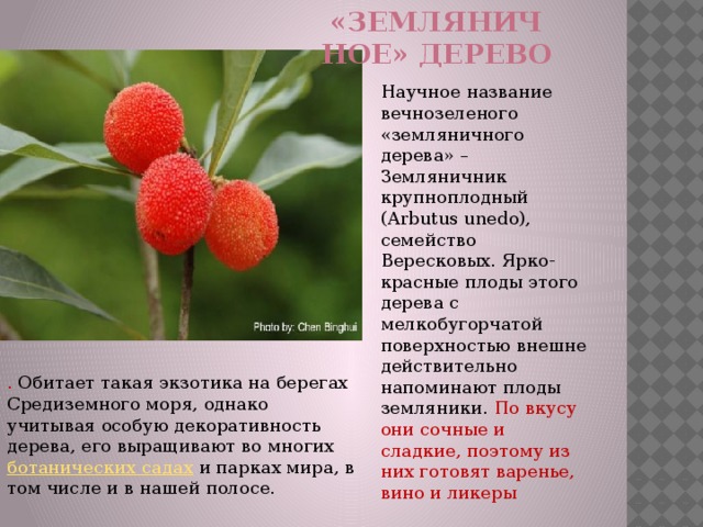 «земляничное» дерево Научное название вечнозеленого «земляничного дерева» – Земляничник крупноплодный (Arbutus unedo), семейство Вересковых. Ярко-красные плоды этого дерева с мелкобугорчатой поверхностью внешне действительно напоминают плоды земляники. По вкусу они сочные и сладкие, поэтому из них готовят варенье, вино и ликеры . Обитает такая экзотика на берегах Средиземного моря, однако учитывая особую декоративность дерева, его выращивают во многих ботанических садах и парках мира, в том числе и в нашей полосе. 