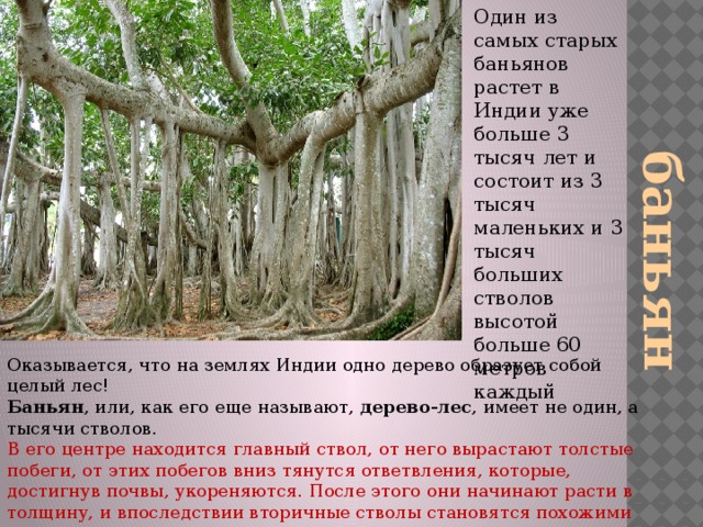Один из самых старых баньянов растет в Индии уже больше 3 тысяч лет и состоит из 3 тысяч маленьких и 3 тысяч больших стволов высотой больше 60 метров каждый баньян Оказывается, что на землях Индии одно дерево образует собой целый лес!  Баньян , или, как его еще называют, дерево-лес , имеет не один, а тысячи стволов. В его центре находится главный ствол, от него вырастают толстые побеги, от этих побегов вниз тянутся ответвления, которые, достигнув почвы, укореняются. После этого они начинают расти в толщину, и впоследствии вторичные стволы становятся похожими на главный ствол, и уже от них отходят новые побеги... Так продолжается до бесконечности . 