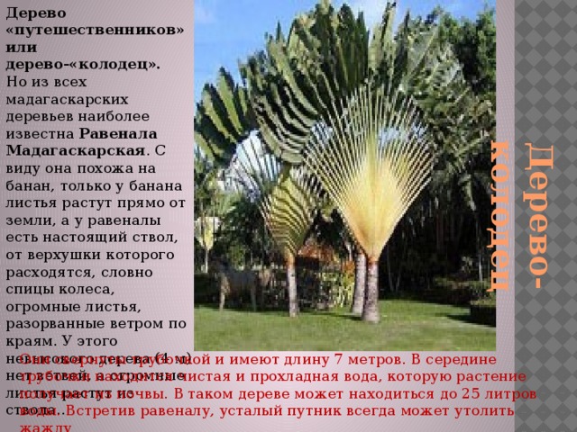 Дерево «путешественников» или дерево-«колодец».  Но из всех мадагаскарских деревьев наиболее известна Равенала Мадагаскарская . С виду она похожа на банан, только у банана листья растут прямо от земли, а у равеналы есть настоящий ствол, от верхушки которого расходятся, словно спицы колеса, огромные листья, разорванные ветром по краям. У этого невысокого дерева (4 м) нет ветвей, а огромные листья растут из ствола.. Дерево-колодец Они свернуты трубочкой и имеют длину 7 метров. В середине трубочки находится чистая и прохладная вода, которую растение получает из почвы. В таком дереве может находиться до 25 литров воды. Встретив равеналу, усталый путник всегда может утолить жажду 
