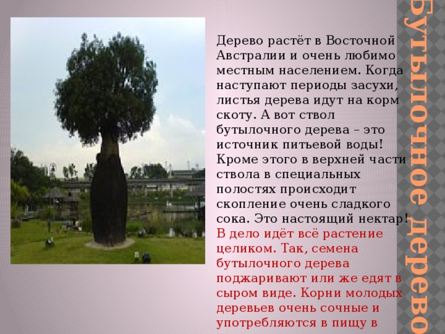 Бутылочное дерево Дерево растёт в Восточной Австралии и очень любимо местным населением. Когда наступают периоды засухи, листья дерева идут на корм скоту. А вот ствол бутылочного дерева – это источник питьевой воды! Кроме этого в верхней части ствола в специальных полостях происходит скопление очень сладкого сока. Это настоящий нектар! В дело идёт всё растение целиком. Так, семена бутылочного дерева поджаривают или же едят в сыром виде. Корни молодых деревьев очень сочные и употребляются в пищу в качестве корнеплодов.   