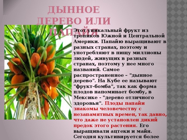 Дынное дерево или папайя Этот уникальный фрукт из тропиков Южной и Центральной Америки. Папайю выращивают в разных странах, поэтому и употребляют в пищу миллионы людей, живущих в разных странах, поэтому у нее много названий. Самое распространенное – 