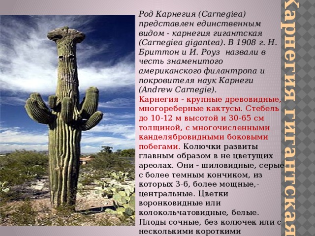 Карнегия гигантская Род Карнегия (Carnegiea) представлен единственным видом - карнегия гигантская (Carnegiea gigantea). В 1908 г. Н. Бриттон и И. Роуз назвали в честь знаменитого американского филантропа и покровителя наук Карнеги (Andrew Carnegie). Карнегия - крупные древовидные, многореберные кактусы. Стебель до 10-12 м высотой и 30-65 см толщиной, с многочисленными канделябровидными боковыми побегами. Колючки развиты главным образом в не цветущих ареолах. Они - шиловидные, серые с более темным кончиком, из которых 3-6, более мощные,- центральные. Цветки воронковидные или колокольчатовидные, белые. Плоды сочные, без колючек или с несколькими короткими колючками, съедобные. 