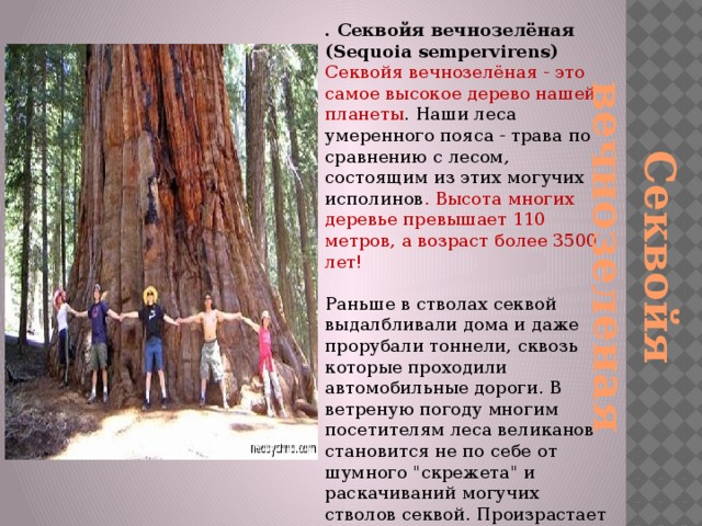 Секвойя вечнозеленая . Секвойя вечнозелёная (Sequoia sempervirens)  Секвойя вечнозелёная - это самое высокое дерево нашей планеты . Наши леса умеренного пояса - трава по сравнению с лесом, состоящим из этих могучих исполинов . Высота многих деревье превышает 110 метров, а возраст более 3500 лет!   Раньше в стволах секвой выдалбливали дома и даже прорубали тоннели, сквозь которые проходили автомобильные дороги. В ветреную погоду многим посетителям леса великанов становится не по себе от шумного 