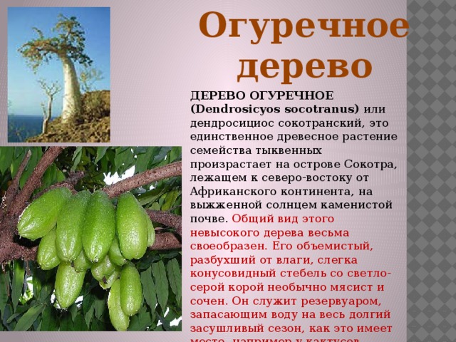 Огуречное дерево ДЕРЕВО ОГУРЕЧНОЕ (Dendrosicyos socotranus) или дендросициос сокотранский, это единственное древесное растение семейства тыквенных произрастает на острове Сокотра, лежащем к северо-востоку от Африканского континента, на выжженной солнцем каменистой почве. Общий вид этого невысокого дерева весьма своеобразен. Его объемистый, разбухший от влаги, слегка конусовидный стебель со светло-серой корой необычно мясист и сочен. Он служит резервуаром, запасающим воду на весь долгий засушливый сезон, как это имеет место, например у кактусов 