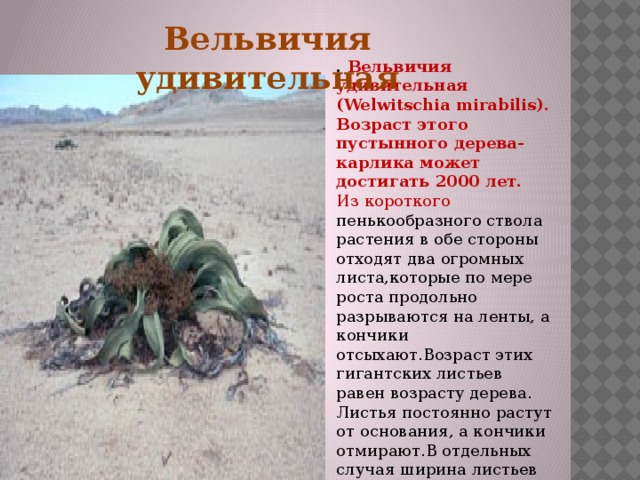 Вельвичия удивительная . Вельвичия удивительная (Welwitschia mirabilis). Возраст этого пустынного дерева-карлика может достигать 2000 лет.  Из короткого пенькообразного ствола растения в обе стороны отходят два огромных листа,которые по мере роста продольно разрываются на ленты, а кончики отсыхают.Возраст этих гигантских листьев равен возрасту дерева. Листья постоянно растут от основания, а кончики отмирают.В отдельных случая ширина листьев может достигать 8 метров, а длина 1,8 метр 
