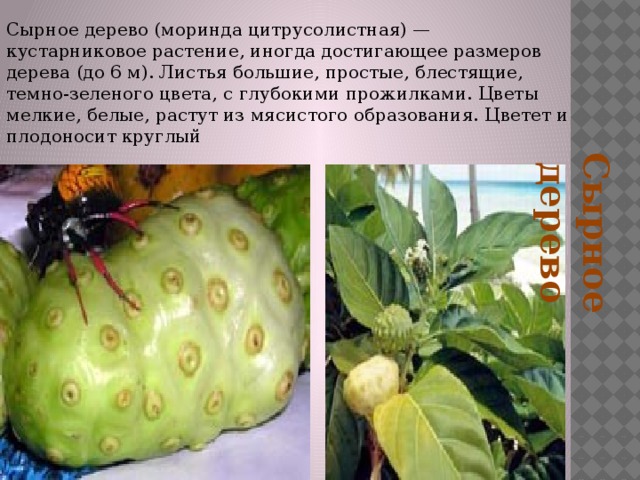 Сырное дерево Сырное дерево (моринда цитрусолистная) — кустарниковое растение, иногда достигающее размеров дерева (до 6 м). Листья большие, простые, блестящие, темно-зеленого цвета, с глубокими прожилками. Цветы мелкие, белые, растут из мясистого образования. Цветет и плодоносит круглый 
