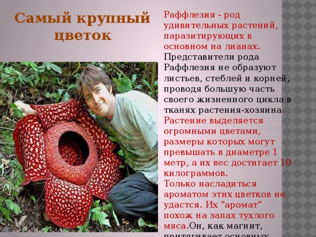 Раффлезия - род удивительных растений, паразитирующих в основном на лианах. Представители рода Раффлезия не образуют листьев, стеблей и корней, проводя большую часть своего жизненного цикла в тканях растения-хозяина . Растение выделяется огромными цветами, размеры которых могут превышать в диаметре 1 метр, а их вес достигает 10 килограммов.  Только насладиться ароматом этих цветков не удастся. Их 