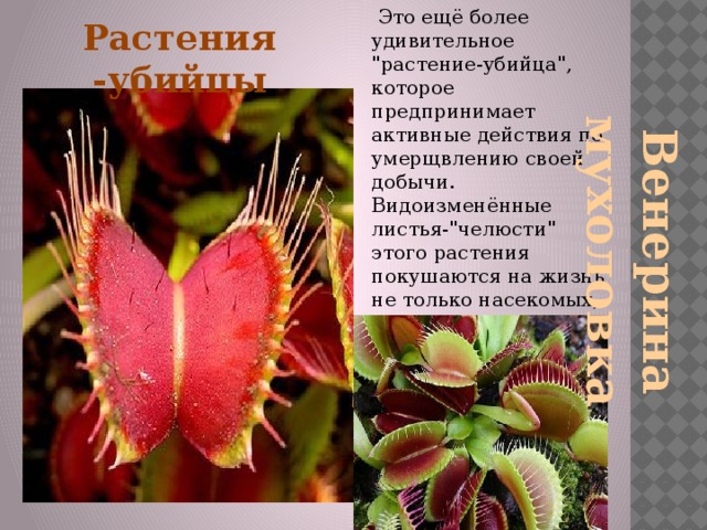  Это ещё более удивительное 