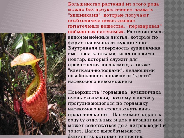 Большинство растений из этого рода можно без преувеличения назвать 