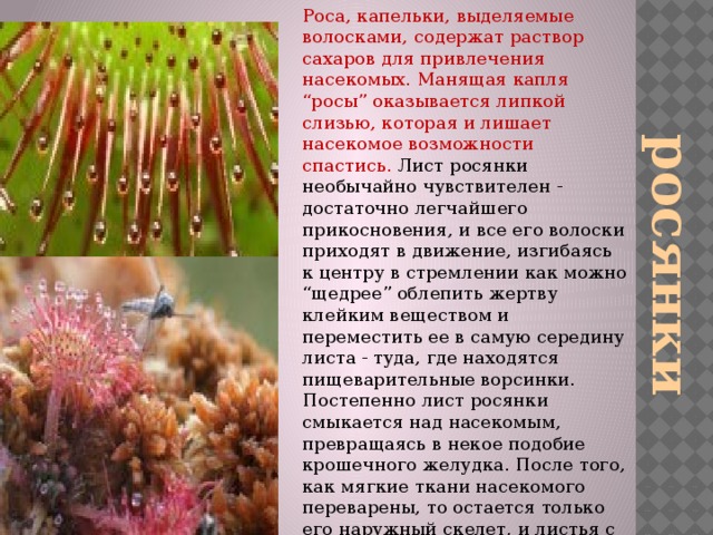 Роса, капельки, выделяемые волосками, содержат раствор сахаров для привлечения насекомых. Манящая капля “росы” оказывается липкой слизью, которая и лишает насекомое возможности спастись. Лист росянки необычайно чувствителен - достаточно легчайшего прикосновения, и все его волоски приходят в движение, изгибаясь к центру в стремлении как можно “щедрее” облепить жертву клейким веществом и переместить ее в самую середину листа - туда, где находятся пищеварительные ворсинки. Постепенно лист росянки смыкается над насекомым, превращаясь в некое подобие крошечного желудка. После того, как мягкие ткани насекомого переварены, то остается только его наружный скелет, и листья с чувствительными волосками принимают нормальное вертикальное положение. росянки 