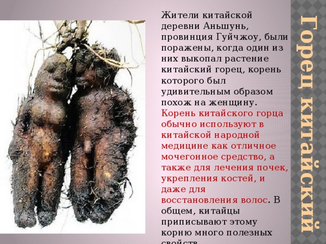 Горец китайский Жители китайской деревни Аньшунь, провинция Гуйчжоу, были поражены, когда один из них выкопал растение китайский горец, корень которого был удивительным образом похож на женщину. Корень китайского горца обычно используют в китайской народной медицине как отличное мочегонное средство, а также для лечения почек, укрепления костей, и даже для  восстановления волос . В общем, китайцы приписывают этому корню много полезных свойств . 