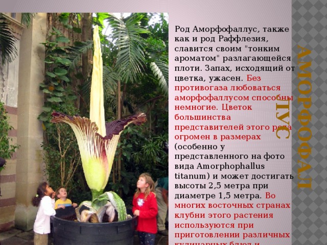 аморфофаллус  Род Аморфофаллус, также как и род Раффлезия, славится своим 