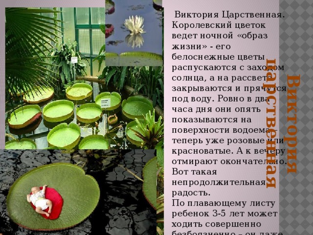 Виктория царственная  Виктория Царственная. Королевский цветок ведет ночной «образ жизни» - его белоснежные цветы распускаются с заходом солнца, а на рассвете закрываются и прячутся под воду. Ровно в два часа дня они опять показываются на поверхности водоема – теперь уже розовые или красноватые. А к вечеру отмирают окончательно. Вот такая непродолжительная радость. По плавающему листу ребенок 3-5 лет может ходить совершенно безбоязненно – он даже не прогнется. 