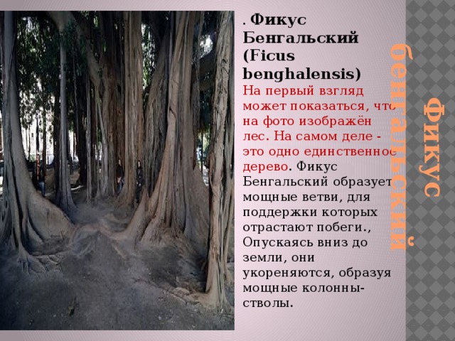 Фикус бенгальский . Фикус Бенгальский (Ficus benghalensis)  На первый взгляд может показаться, что на фото изображён лес. На самом деле - это одно единственное дерево . Фикус Бенгальский образует мощные ветви, для поддержки которых отрастают побеги., Опускаясь вниз до земли, они укореняются, образуя мощные колонны-стволы.     