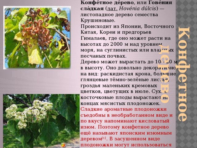 Конфе́тное де́рево , или Гове́ния сла́дкая ( лат.  Hovénia dúlcis ) — листопадное дерево семества Крушиновые. Происходит из Японии, Восточного Китая, Кореи и предгорьев Гималаев, где оно может расти на высотах до 2000 м над уровнем моря, на суглинистых или влажных песчаных почвах. Дерево может вырастать до 10—20 м в высоту. Оно довольно декоративно на вид: раскидистая крона, большие глянцевые тёмно-зелёные листья, гроздья маленьких кремовых цветков, цветущих в июле. Сухие косточковые плоды вырастают на концах мясистых плодоножек. Сладкие ароматные плодоножки съедобны в необработанном виде и по вкусу напоминают кисловатый изюм. Поэтому конфетное дерево ещё называют японским изюмным деревом [1] . В засушенном виде плодоножки могут использоваться подобно изюму. Конфетное дерево 