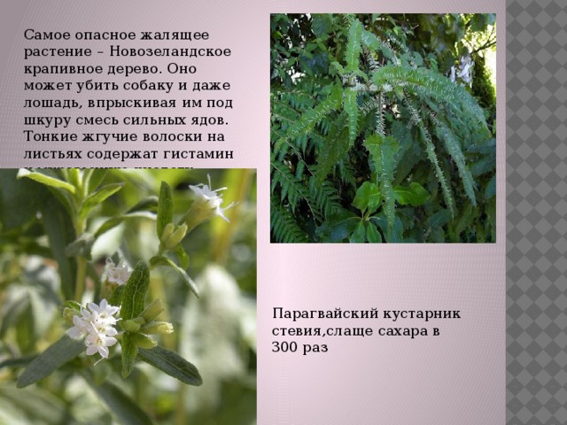 Самое опасное жалящее растение – Новозеландское крапивное дерево. Оно может убить собаку и даже лошадь, впрыскивая им под шкуру смесь сильных ядов. Тонкие жгучие волоски на листьях содержат гистамин и муравьиную кислоту. Парагвайский кустарник стевия,слаще сахара в 300 раз 
