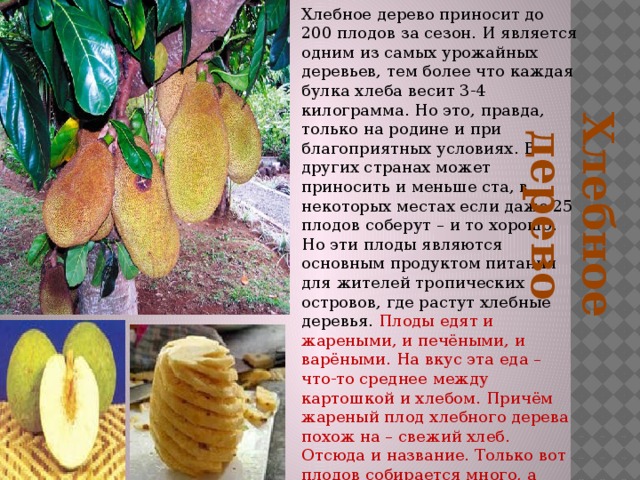 Хлебное дерево приносит до 200 плодов за сезон. И является одним из самых урожайных деревьев, тем более что каждая булка хлеба весит 3-4 килограмма. Но это, правда, только на родине и при благоприятных условиях. В других странах может приносить и меньше ста, в некоторых местах если даже 25 плодов соберут – и то хорошо. Но эти плоды являются основным продуктом питания для жителей тропических островов, где растут хлебные деревья. Плоды едят и жареными, и печёными, и варёными. На вкус эта еда – что-то среднее между картошкой и хлебом. Причём жареный плод хлебного дерева похож на – свежий хлеб. Отсюда и название. Только вот плодов собирается много, а хранение свежего хлеба является проблемой Хлебное дерево 
