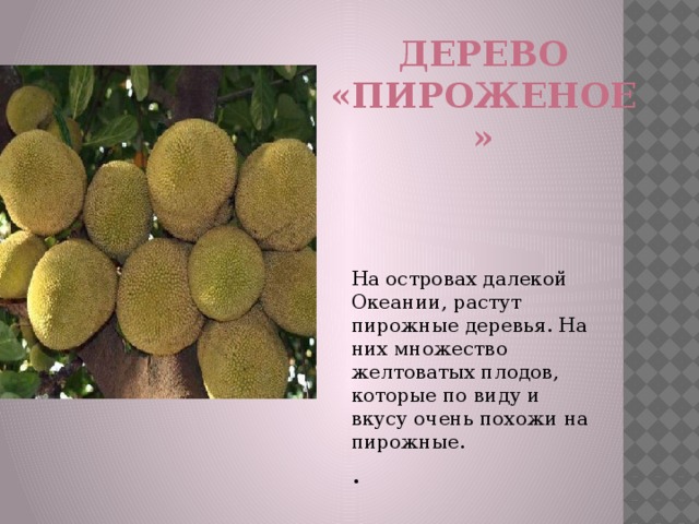 Дерево «пироженое» На островах далекой Океании, растут пирожные деревья. На них множество желтоватых плодов, которые по виду и вкусу очень похожи на пирожные.  .   