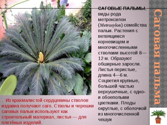 Саговая пальма САГОВЫЕ ПАЛЬМЫ , виды рода метроксилон ( Metroxylon ) семейства пальм. Растения с ветвящимся корневищем и многочисленными стволами высотой 8—12 м. Образуют обширные заросли. Листья перистые, длина 4—6 м. Соцветия крупные, большей частью верхушечные, с одно- и обоеполыми цветками. Плоды округлые, с оболочкой из многочисленной чешуи . Из крахмалистой сердцевины стволов издавна получают саго. Стволы и черешки саговых пальм используют как строительный материал, листья — для плетёных изделий . 