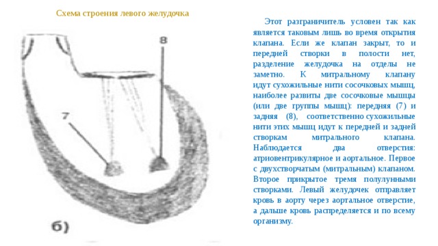 Схема строения левого желудочка  Этот разграничитель условен так как является таковым лишь во время открытия клапана. Если же клапан закрыт, то и передней створки в полости нет, разделение желудочка на отделы не заметно. К митральному клапану идут сухожильные нити сосочковых мышц, наиболее развиты две сосочковые мышцы (или две группы мышц): передняя (7) и задняя (8), соответственно сухожильные нити этих мышц идут к передней и задней створкам митрального клапана. Наблюдается два отверстия: атриовентрикулярное и аортальное. Первое с двухстворчатым (митральным) клапаном. Второе прикрытое тремя полулунными створками. Левый желудочек отправляет кровь в аорту через аортальное отверстие, а дальше кровь распределяется и по всему организму. 