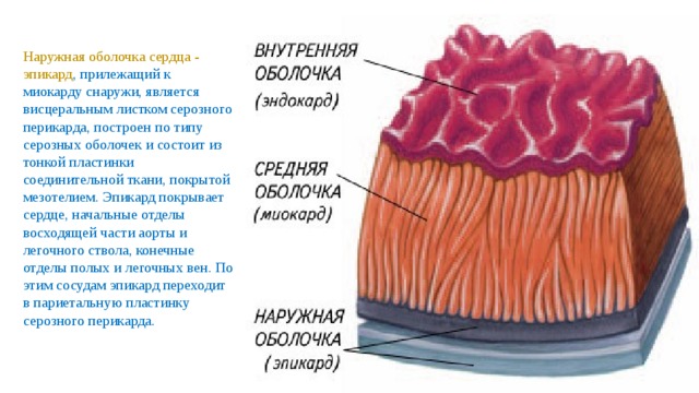 Наружная оболочка сердца - эпикард , прилежащий к миокарду снаружи, является висцеральным листком серозного перикарда, построен по типу серозных оболочек и состоит из тонкой пластинки соединительной ткани, покрытой мезотелием. Эпикард покрывает сердце, начальные отделы восходящей части аорты и легочного ствола, конечные отделы полых и легочных вен. По этим сосудам эпикард переходит в париетальную пластинку серозного перикарда. 