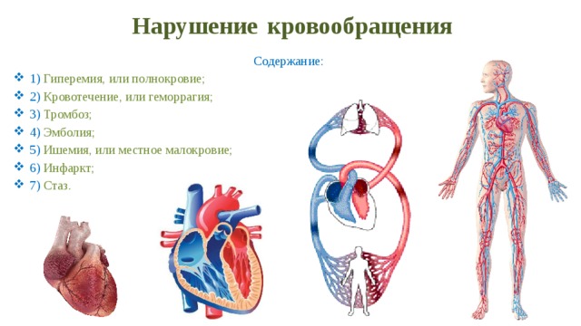 Нарушение  кровообращения Содержание: 1)  Гиперемия, или полнокровие; 2)  Кровотечение, или геморрагия; 3)  Тромбоз; 4)  Эмболия; 5)  Ишемия, или местное малокровие; 6)  Инфаркт; 7)  Стаз. 