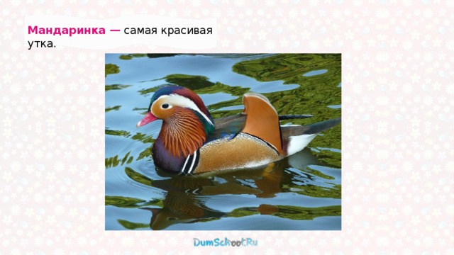 Мандаринка — самая красивая утка. 