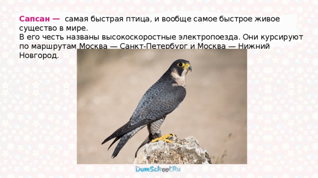 Сапсан — самая быстрая птица, и вообще самое быстрое живое существо в мире. В его честь названы высокоскоростные электропоезда. Они курсируют по маршрутам Москва — Санкт-Петербург и Москва — Нижний Новгород. 
