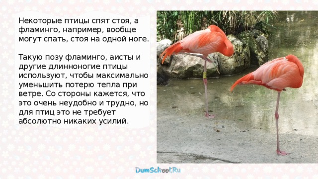 Некоторые птицы спят стоя, а фламинго, например, вообще могут спать, стоя на одной ноге. Такую позу фламинго, аисты и другие длинноногие птицы используют, чтобы максимально уменьшить потерю тепла при ветре. Со стороны кажется, что это очень неудобно и трудно, но для птиц это не требует абсолютно никаких усилий. 
