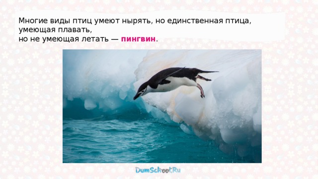 Многие виды птиц умеют нырять, но единственная птица, умеющая плавать, но не умеющая летать — пингвин .  