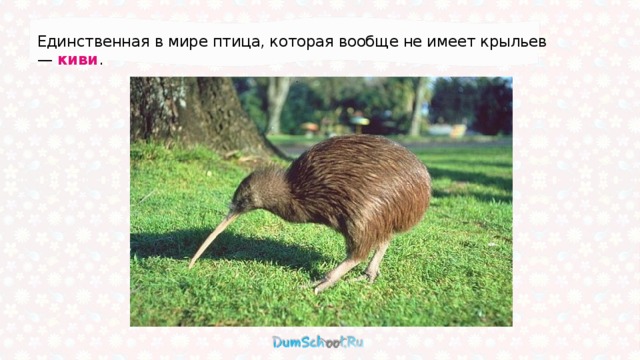 Единственная в мире птица, которая вообще не имеет крыльев — киви .  