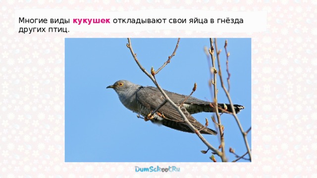 Многие виды кукушек откладывают свои яйца в гнёзда других птиц. 