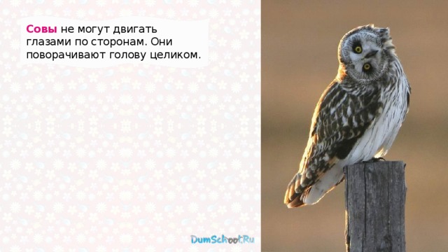 Совы не могут двигать глазами по сторонам. Они поворачивают голову целиком.   