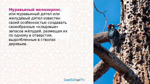 Муравьиный меланерпес , или муравьиный дятел или желудёвый дятел известен своей особенностью создавать своеобразные «кладовые» запасов жёлудей, размещая их по одному в отверстия, выдолбленные в стволах деревьев. 