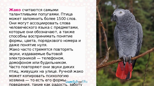 Жако считаются самыми талантливыми попугаями. Птица может запомнить более 1500 слов. Они могут ассоциировать слова человеческого языка с предметами, которые они обозначают, а также способны воспринимать понятие формы, цвета, порядкового номера и даже понятие нуля. Жако часто стремятся повторять звуки, издаваемые бытовой электроникой — телефоном, домофоном или будильником. Часто повторяют они звуки диких птиц, живущих на улице. Ручной жако может копировать психологию хозяина — то есть его формы поведения, такие как радость, заботу и раздражительность. 