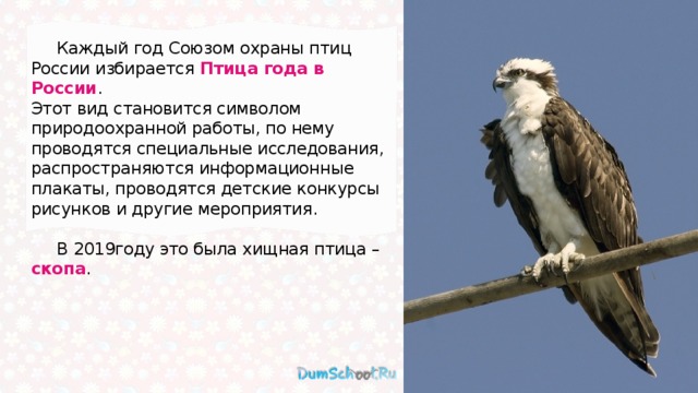  Каждый год Союзом охраны птиц России избирается Птица года в России . Этот вид становится символом природоохранной работы, по нему проводятся специальные исследования, распространяются информационные плакаты, проводятся детские конкурсы рисунков и другие мероприятия.  В 2019году это была хищная птица – скопа . 