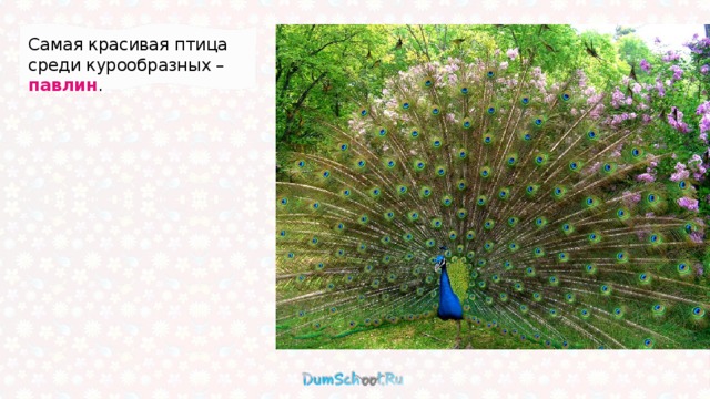 Самая красивая птица среди курообразных – павлин .   