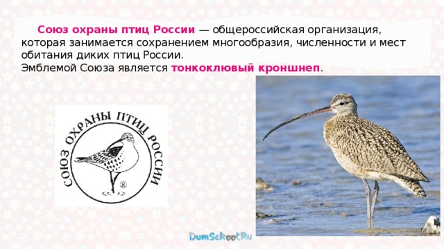  Союз охраны птиц России — общероссийская организация, которая занимается сохранением многообразия, численности и мест обитания диких птиц России. Эмблемой Союза является  тонкоклювый кроншнеп . 